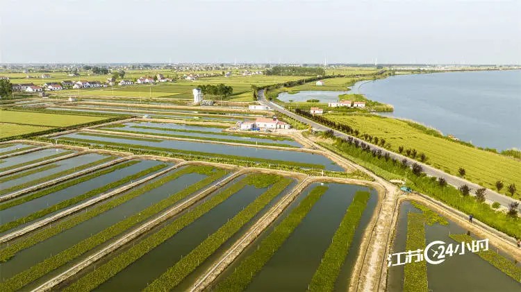 茶香飘四海,霸王茶姬的出海征程